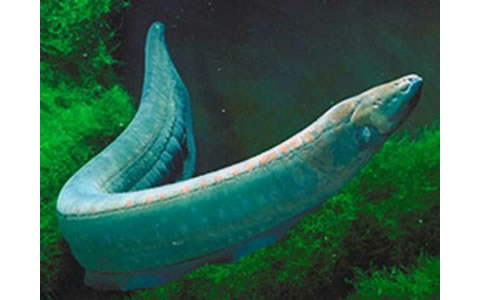 La anguila migra desde el mar de los Sargazos
